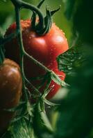 grande rojo tomate de cerca foto