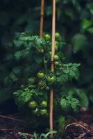 Tomato plant with green tomatoes after rain photo