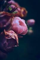Miniature Rose wilting photo