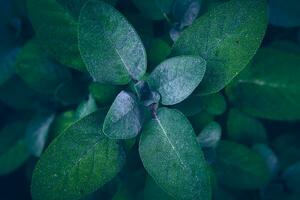 Sage plant in close up photo