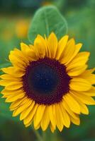 Sunflower in the morgning photo