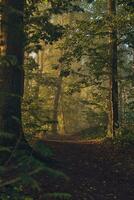 Sunny Morning in foggy woods photo