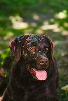 contento Labrador perdiguero cubierto en holi colores foto