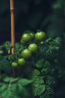 Green tomatoes after rain photo