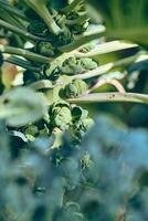 Stem with Brussels Sprouts growing photo