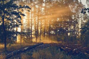 Sunbeams through treetops on a misty morning photo