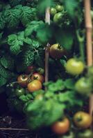 tomate planta con verde Tomates después lluvia foto