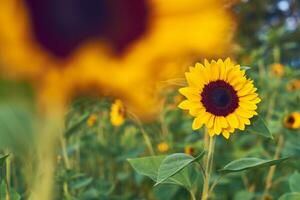 girasol campo en del Norte Alemania foto