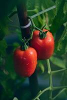 grande rojo Tomates Listo a ser escogido foto