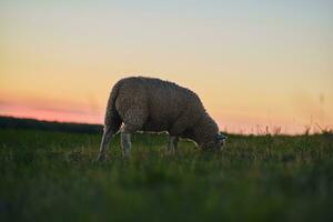 Sheep grazing on dike in northern Germany photo