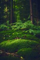 Mossy forest ground photo