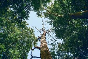 árbol muerto en el bosque foto