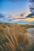 Dunes and beach grass at the wide beach at northern Denmark photo