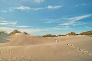 Sand Dunes at danish north sea coast photo