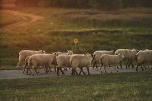 Sheep running over a dike in northern Germany in sunset photo