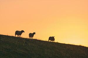 Sheep standing on dyke in sunset photo