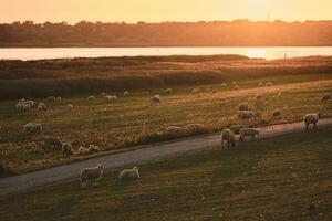 Sheep grazing on dike in Schleswig-Holstein, Germany photo