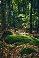 Moss covered forest ground photo