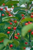Small red cherries on fresh green tree photo