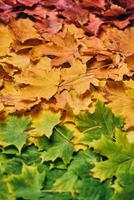 Colorful maple leaf foilage photo