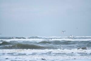 Seagulls flying over big waves on northern sea photo