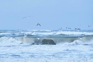 Seagulls over stormy northern sea photo