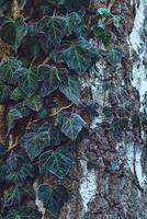 Birch tree covered with ivy photo