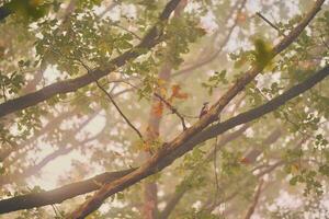 pájaro carpintero en copa del árbol en un brumoso Mañana foto