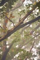 Woodpecker in treetop during misty morning photo