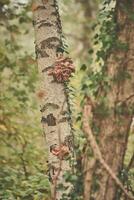 Mushrooms growing on birch tree photo