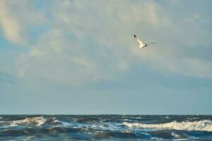 Seagull flying over waves on northern sea photo