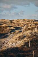 remote Path in wide dune landscape at Denmarks west coast photo