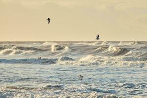 Seagulls in sunset flying over big waves on northern sea photo