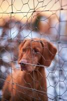 Dog behind wire fence photo