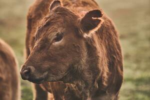 Brown Angus cow on sunny morning photo