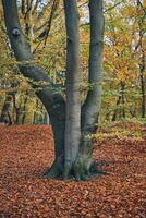 soltero árbol en bosque durante otoño foto