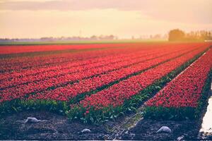 Large field of red tulips at sunrise photo