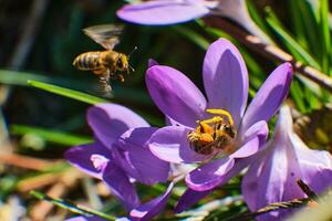 Bees collecting honey in crocus photo