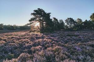 Field of heather in Fischbeker Heide at sunrise photo