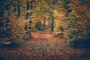 path through the woods in fall season photo