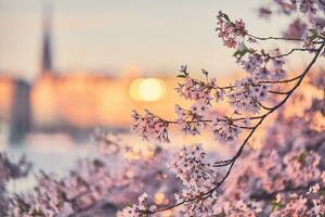 Pink bright Cherry Blossoms at sunrise in Hamburg photo
