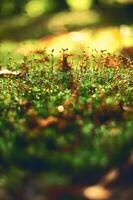 Mossy ground in the forest in sunlight photo