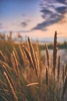 beach grass at the wide beach at northern Denmark photo