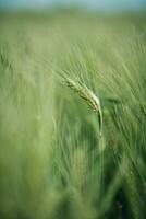 Green Barley growing in field photo