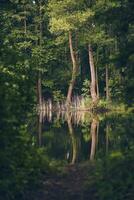 Trees reflecting in lake photo