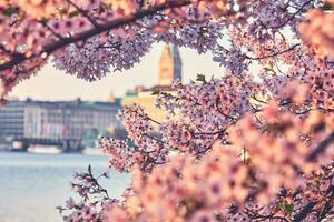 Hamburg Alster with Cherry Blossoms in pink photo