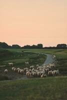 Herd of sheep on dike photo