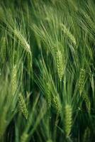 Barley Crops close up detail photo