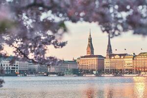 Cherry Blossom at Binnenalster in Hamburg photo