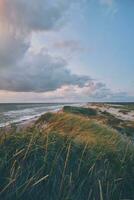 Dunes in evening light at danish west coast photo